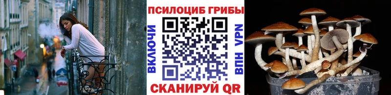 где продают наркотики  Магас  Псилоцибиновые грибы прущие грибы 